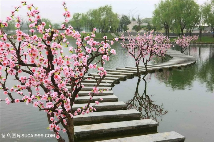 高清公园池塘边桃花图片