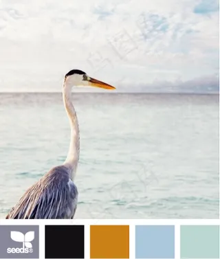 动物配色色卡色彩搭配