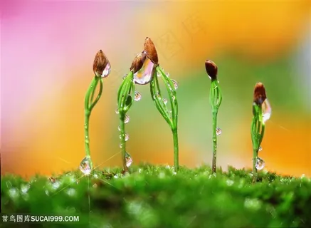春天萌芽的植物图片 春天萌芽的植物图片