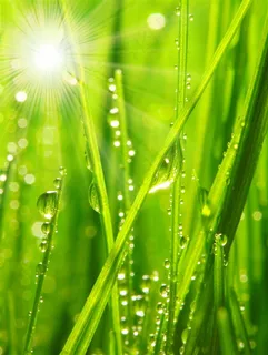 唯美树叶露珠特写大图