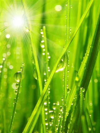 唯美树叶露珠特写大图