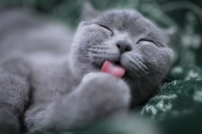 可爱的猫咪素材摄影图片