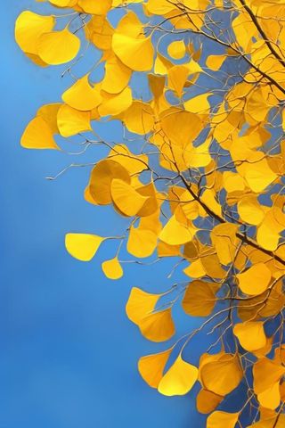 仰视蓝天秋叶落叶背景