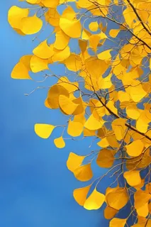 仰视蓝天秋叶落叶背景 仰视蓝天秋叶落叶背景