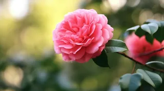 粉红花朵茶花摄影图