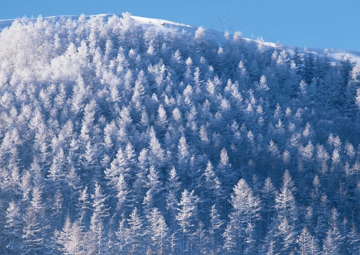 冰天雪地 498