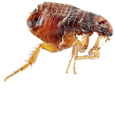 跳蚤 PNG免抠(399x469)