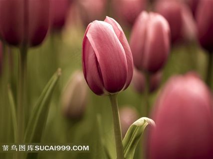 郁金香图片素材