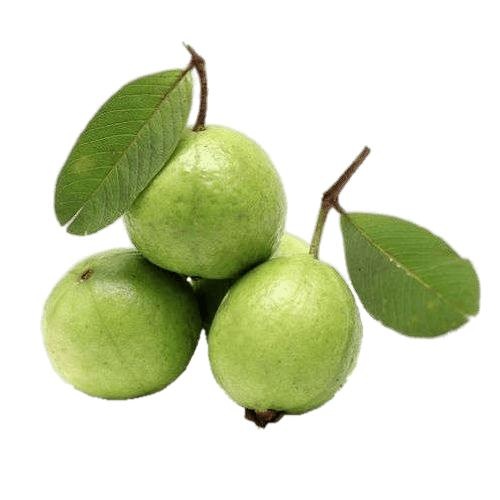 番石榴 PNG免抠(500x500)