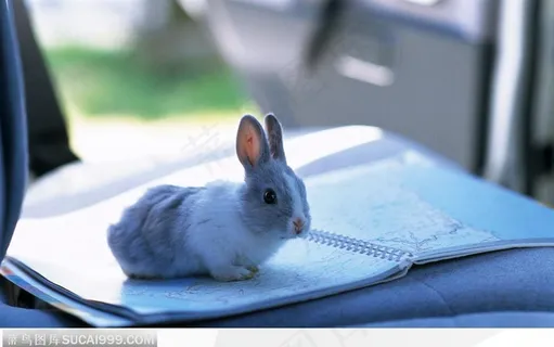 地图上的灰兔
