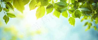 春天阳光绿叶嫩芽清新，立春春分摄影图