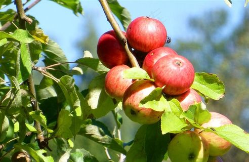 果树上的苹果自然 绿色 果 健