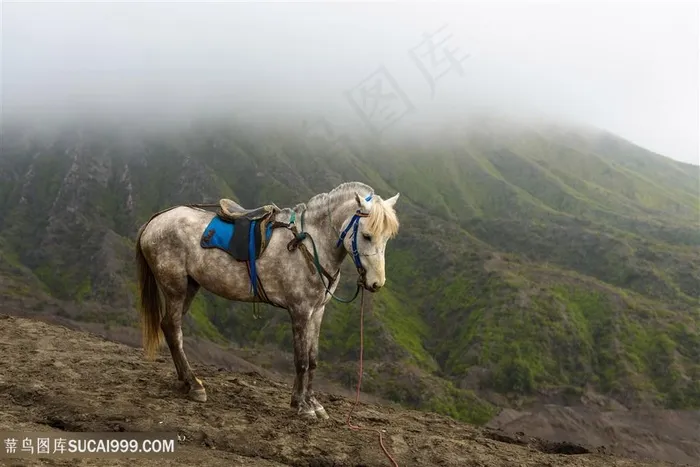 高清高原上佩戴蓝色马鞍白马图片