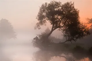 湖畔日出大树风景图片