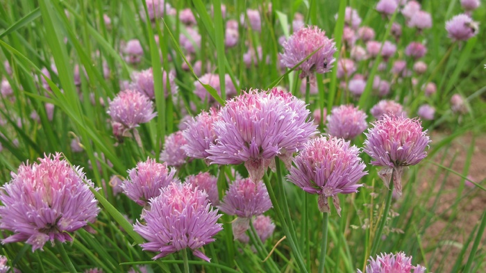 紫色韭菜花朵图片