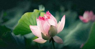 夏天荷花池荷叶荷花特写，夏至小暑大暑摄影图