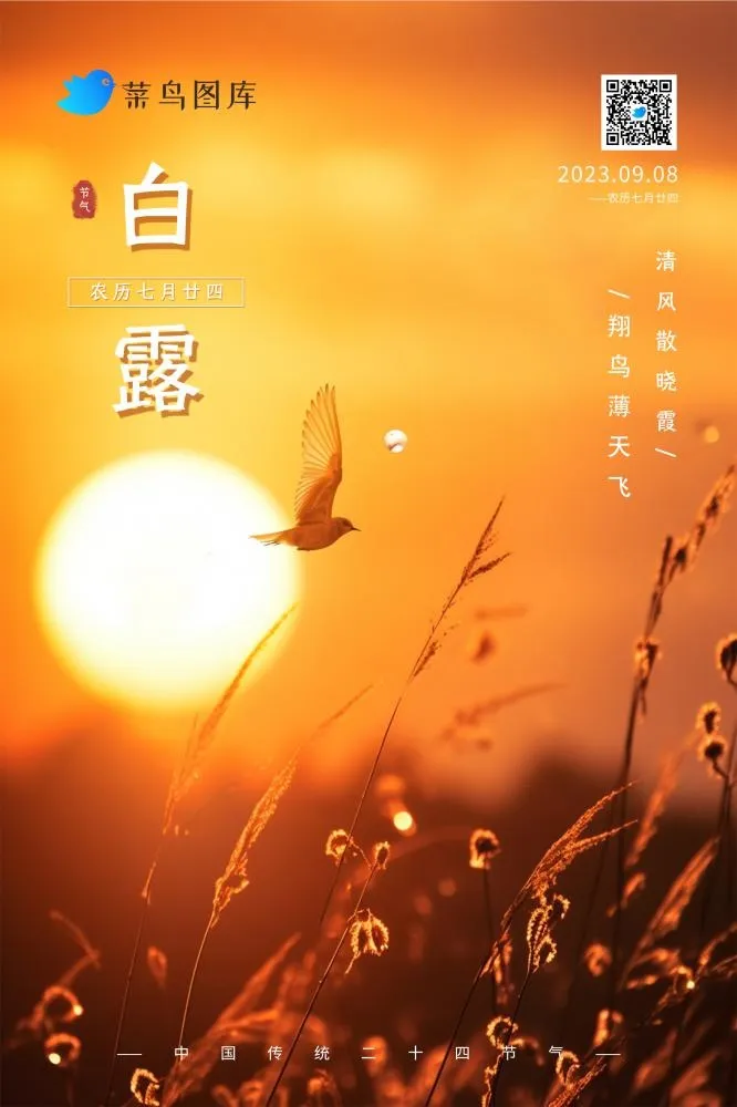 白露落日黄昏小鸟意境节气海报(2362x3543)psd模版下载