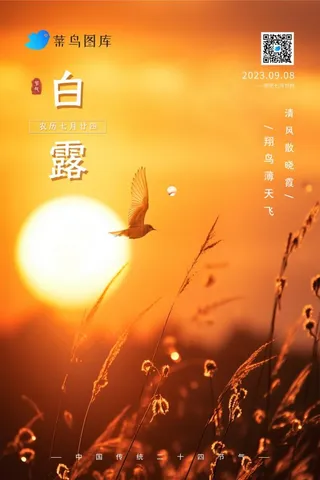 白露落日黄昏小鸟意境节气海报