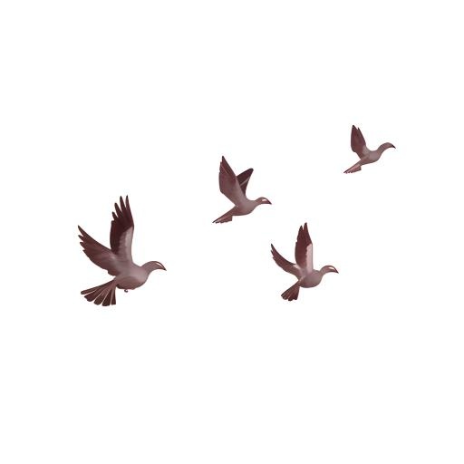 鸽子鸟免抠