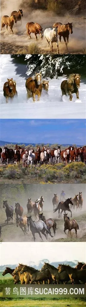 奔驰的马群摄影素材壁纸