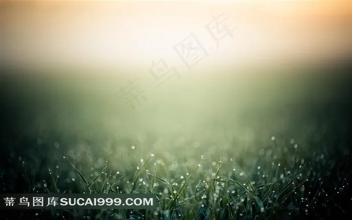 唯美小草背景图片