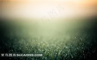 唯美小草背景图片