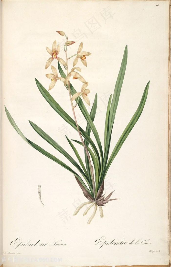 雷杜德原版唯美花卉复古水彩插画