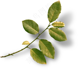 免抠树叶子