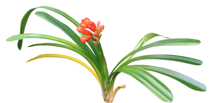 高清树木素材 免抠PSD植物素材 美术绘画园林贴图 树草灌木花草