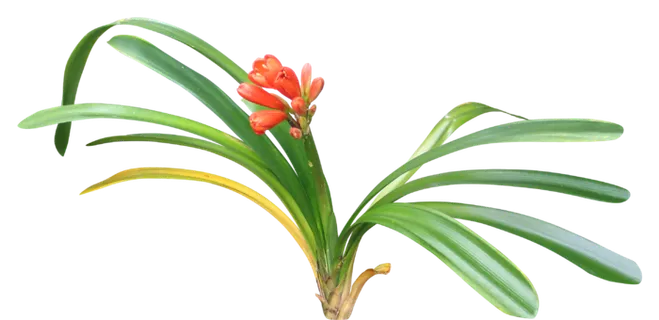 高清树木素材 免抠PSD植物素材 美术绘画园林贴图 树草灌木花草