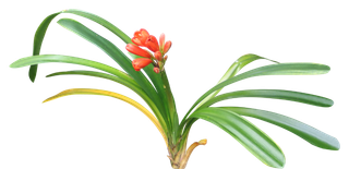 高清树木素材 免抠PSD植物素材 美术绘画园林贴图 树草灌木花草