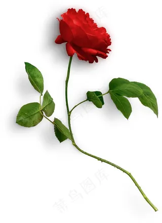 带着几片叶子的玫瑰花