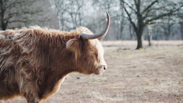 高地的奶牛, 奶牛, 牛, 家畜, 哺乳动物, 角, 毛皮