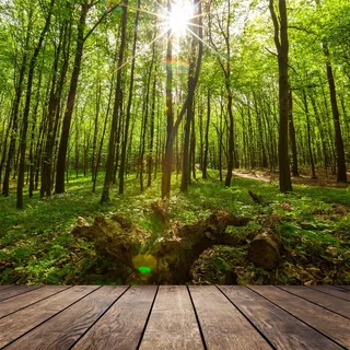 唯美阳光树林景色高清图