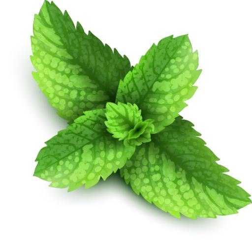 薄荷 PNG免抠(542x523)