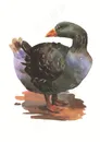 鸭子彩绘插画素材