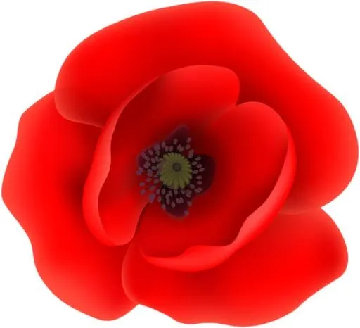 红罂粟花 PNG免抠(600x547)