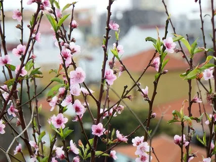 桃花桃枝壁纸图片 桃花桃枝壁纸图片