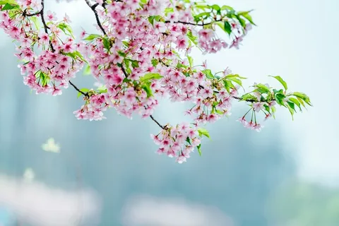 桃花立春春天背景花图片