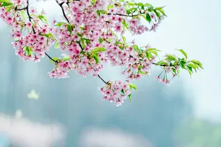 桃花立春春天背景花图片