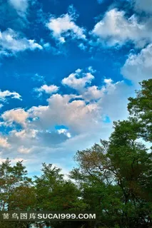 蓝天白云和树木风景图片