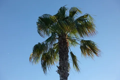 一颗秋季棕榈树图片 一颗秋季棕榈树图片