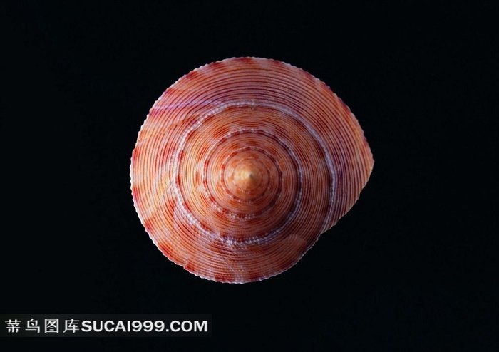 海洋贝壳海螺素材美图