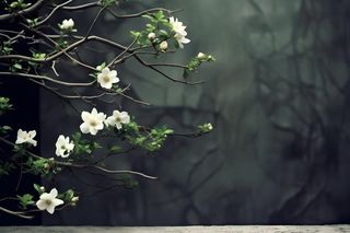 枝叶白色花朵典雅背景