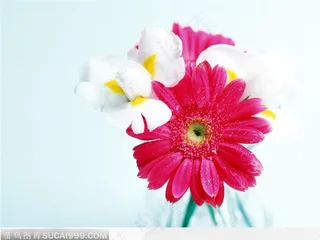 高清晰的菊花图