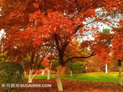 秋天红叶枫叶树林