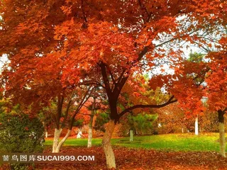 秋天红叶枫叶树林