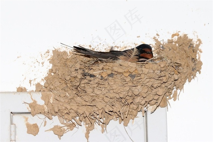 燕子妈妈在休息