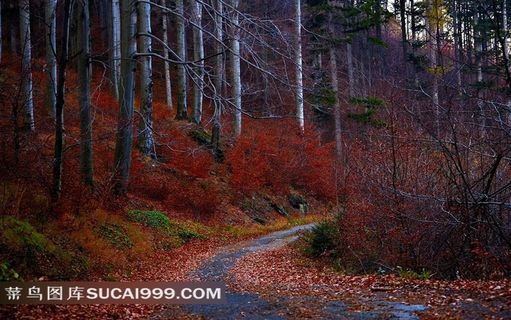 静宜园香山红叶图