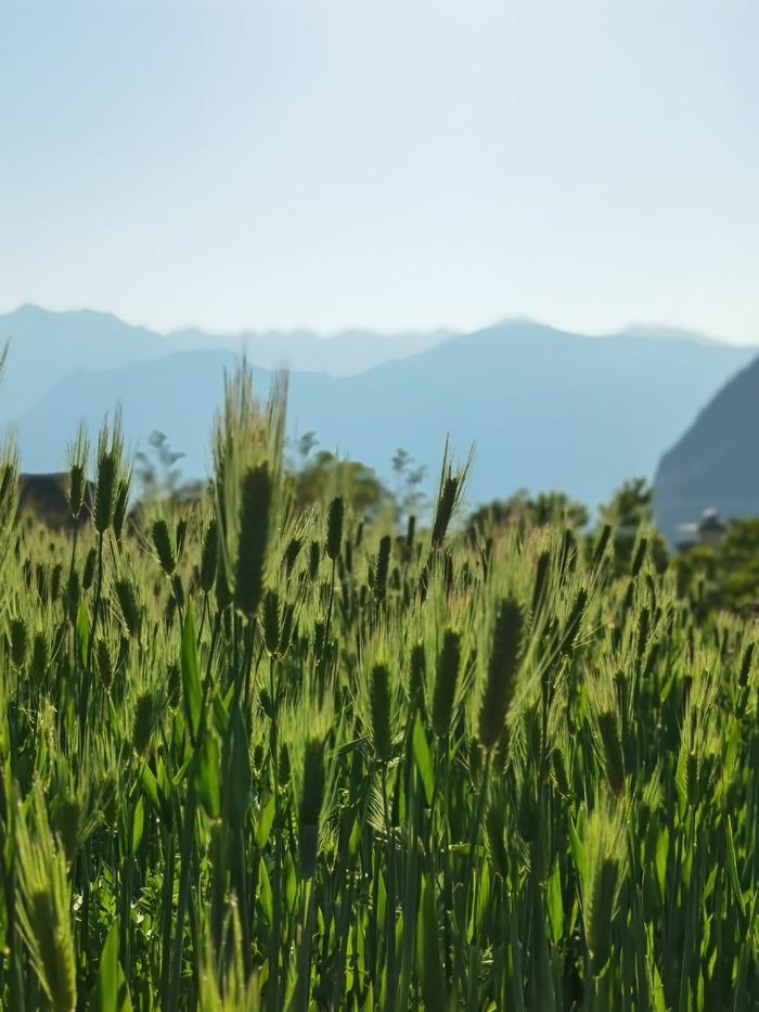唯美小清新青色麦穗麦浪